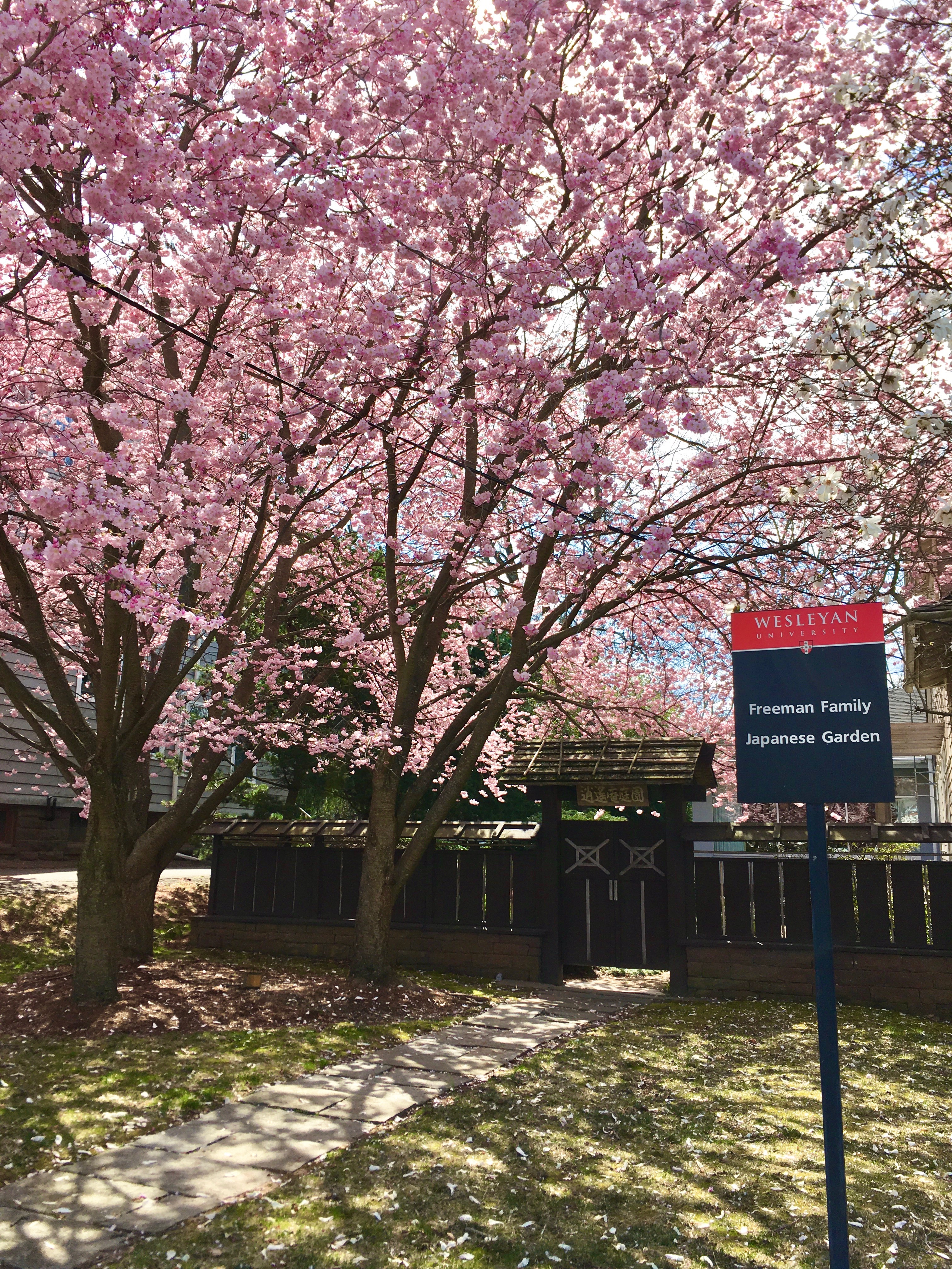 Japanese Cherry Trees